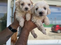 Maltipoo Adrese Teslim, Kapıda Ödeme Yapabilirsiniz