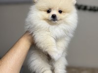 Pomeranian Kg Garantili Yavrularımız