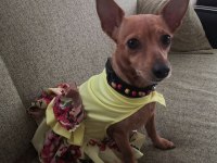 Minyatür pinscher yavrularımız sahiplendirilecek