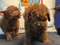 Petmode  köpek çiftliğinde ziyarete açık toy poodle