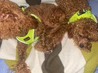 Poodle Köpeği