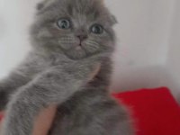 Teslime hazır bebek kedilerim