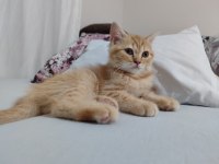 15 Mayıs Doğumlu British Shorthair