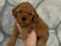 Şekeri tadında poodle köpekler
