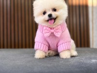 Show Kalite Pomeranian Boo Yavrular