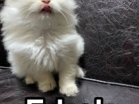 British shorthair yavrularımız