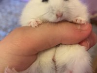 HAMSTER GONZALES YAVRULARI HERYERE GÖNDERİM