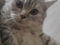 British Shorthair Kedisi