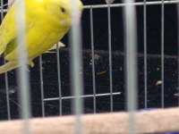 Son tek yavru sarı muhabbet kuşu