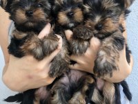 TEACUP YORKSHİRE YAVRULARI