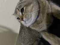 8 aylık British Shorthair Kedim