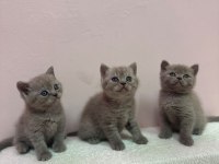 TUVALET EĞİTİMLİ BRİTİSH BEBEKLERİMİZ