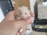 Yavru Hamster Duman ve Karamel Renkler