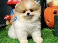 AYI SURAT POMERANİAN BOO