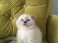 Scottish fold blue point DİŞİ