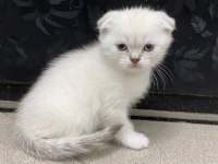 Scottish fold blue point gold