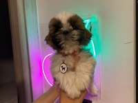 Safkan shih-tzu bebekler