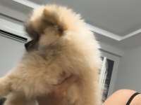 Pomeranian boo oyuncu ve orjinal