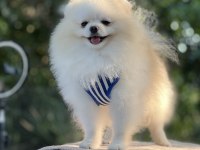 Kutup ayısı pomeranian boo
