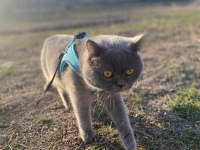 1 yaşında british shorthair gri