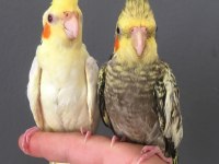 BEBEK SULTANLAR YEME DÜŞMÜŞ EVCİL KONUŞTURMALIK