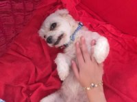 Maltese Terrier Dişi Kısır