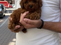 Toy poodle sağlık ve ırk garantili