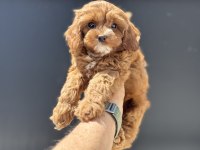 Petmode Köpek Çiftliğinden Maltipoo