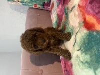 Toy Poodle Bebekler