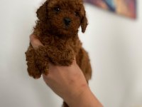 Maltipoo Sevimli Patiler Orijinal Ev Doğumlu