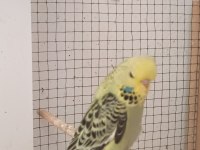 Show jumbo muhabbet kuşu yavrular