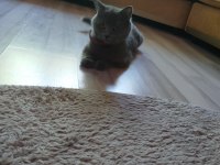 British Shorthair Dişi Kedimiz