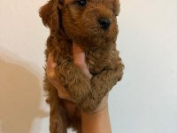 Anne Altından Safkan toy poodle yavrularım
