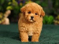 Her türlü yavru köpekleri temin edebilme imkanı