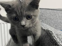 Safkan british shorthair