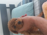 Sağlıklı Neşeli Poodle Yavrular