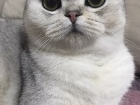 Anne Baba British Dişi Shorthair