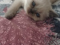 British Shorthair Kedimiz