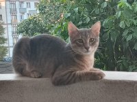 8 aylık tekir ücretsiz