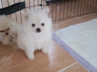 Sağlıklı pomeranian köpekler evinizin neşesi olacaklar