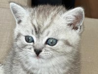 Gri british shorthair erkek