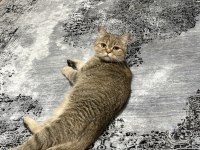Uysal sevecen akıllı ve oyuncu british shorthair
