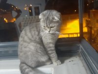 Bursa içi sahiplendirilecek scottish fold