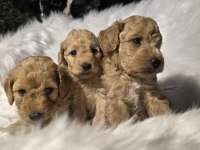 Orjinal teacup Maltipoo yavrular