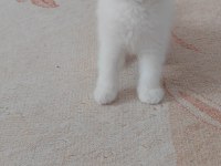British shorthair kedisi beyaz
