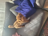 Akıllı oyuncu sağlıklı sevgi dolu bir aile poodle