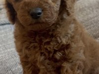 Toy Poodle Yavrumuz