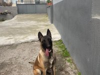 1 yasında belçika kurdu akıllı ve sosyaldir