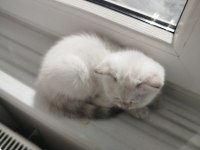 A kalite British Shorthair Dişi Yavru