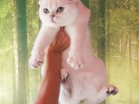 Scottish fold yavrular